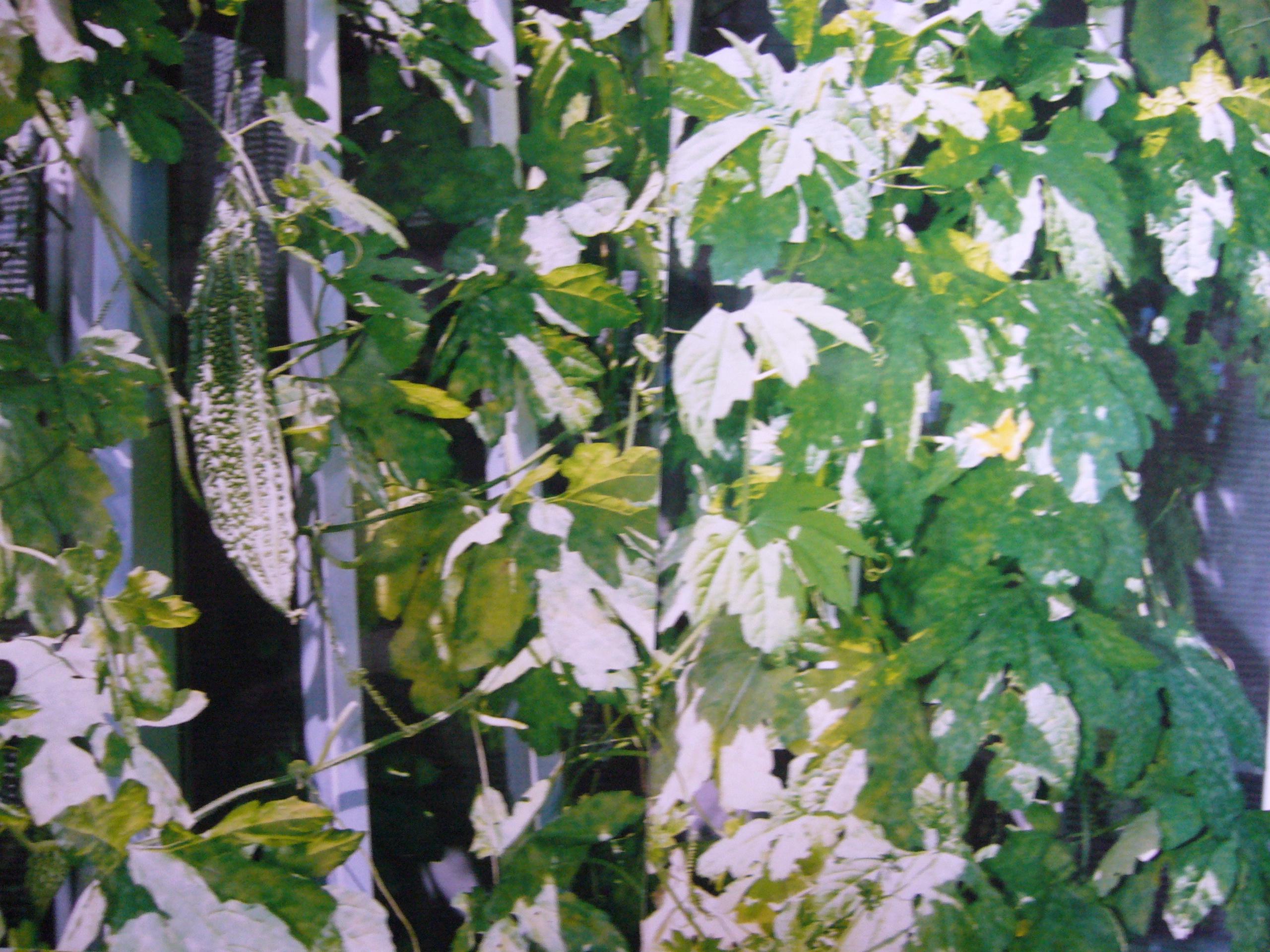 クリックで画像拡大