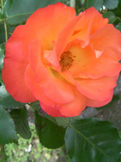 �I�����W�̉�