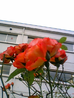 ��w�ƃo���̉�